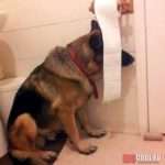 funny-idiot-dogs-113-5af93e92df87d__605