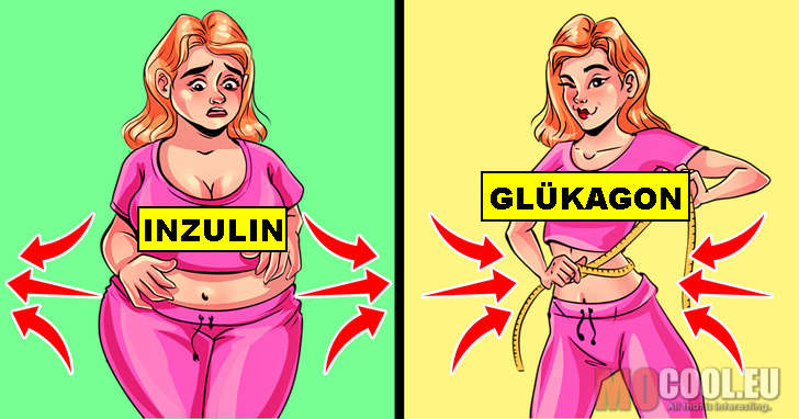 zsírégető glukagon