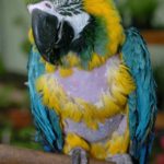 Macaw Parrot – Heathfield Nursery, Riegate, Surrey