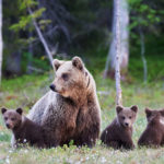 Mummy bear and her three little puppies