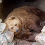 bear-pictures-11-622×415-1